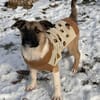 Charlie sucht Familienanschluß
