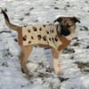 Charlie sucht Familienanschluß