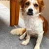 Bala sucht ihre Menschen