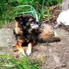 Daisy  wartet in 97332 Obervolkach