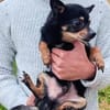 Freundlicher  Jack      Gnadenadoption!