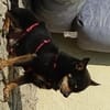 Freundlicher  Jack      Gnadenadoption!