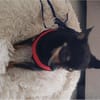 Freundlicher  Jack      Gnadenadoption!