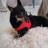 Freundlicher  Jack      Gnadenadoption!