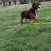 Alma 😍 ulkige Hundedame auf PS in HH