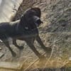 Cola, Freunde von Jagdhunden... HIER !!!
