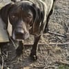 Cola, Freunde von Jagdhunden... HIER !!!