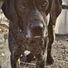 Cola, Freunde von Jagdhunden... HIER !!!