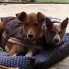 Willow - Patenschaft gesucht
