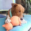 Willow - Patenschaft gesucht