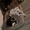 Luna ist ein liebevolles und fröhliches Mädchen