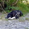Zuhause gesucht für Leia