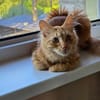 MALIK  ein sensibler und liebevoller Katzenmann!