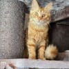 MALIK  ein sensibler und liebevoller Katzenmann!