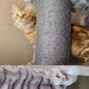 MALIK  ein sensibler und liebevoller Katzenmann!