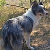 Liebenswerte Nala sucht ihr Zuhause