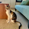 FeLV Katze Paris aus dem Tierschutz