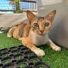 FeLV Katze Paris aus dem Tierschutz