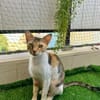 FeLV Katze Paris aus dem Tierschutz
