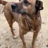 Remi - liebenswerter Rüde sucht dringend Zuhause oder PS