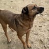 Remi - liebenswerter Rüde sucht dringend Zuhause oder PS