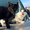 Zephyr & Kiki Verspieltes Dreamteam sucht  Familie