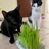 Zephyr & Kiki Verspieltes Dreamteam sucht  Familie
