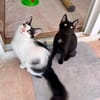 Zephyr & Kiki Verspieltes Dreamteam sucht  Familie
