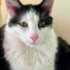 Zephyr & Kiki Verspieltes Dreamteam sucht  Familie