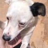 Kira16, die Anhängliche, sucht Zuhause - NEUIGKEITEN!!!