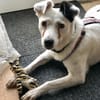 Kira16, die Anhängliche, sucht Zuhause - NEUIGKEITEN!!!
