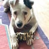 Kira16, die Anhängliche, sucht Zuhause - NEUIGKEITEN!!!