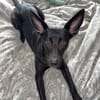 🐾 Ria sucht ihre Menschen
