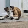 Jupiter - Traumgalgo sucht Traumzuhause