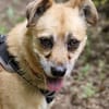 Lilo sucht ein Zuhause