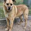 Lilo sucht ein Zuhause