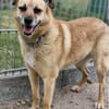 Lilo sucht ein Zuhause