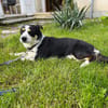 Frohnatur Buddy sucht liebevolle Familie