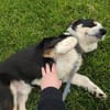 Frohnatur Buddy sucht liebevolle Familie