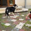 Frohnatur Buddy sucht liebevolle Familie