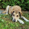 Collie-Mix Vicky -ein sanftes und wunderschönes Wesen