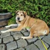 Collie-Mix Vicky -ein sanftes und wunderschönes Wesen