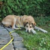 Collie-Mix Vicky -ein sanftes und wunderschönes Wesen