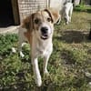 Verspielter Junghund Codrut sucht Zuhause