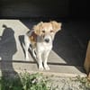 Verspielter Junghund Codrut sucht Zuhause