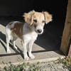 Verspielter Junghund Codrut sucht Zuhause
