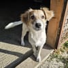 Verspielter Junghund Codrut sucht Zuhause