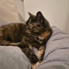DUCHESSE