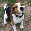 Rocky  ein echter Kerl mit Lernbedarf