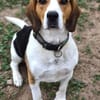 Rocky  ein echter Kerl mit Lernbedarf